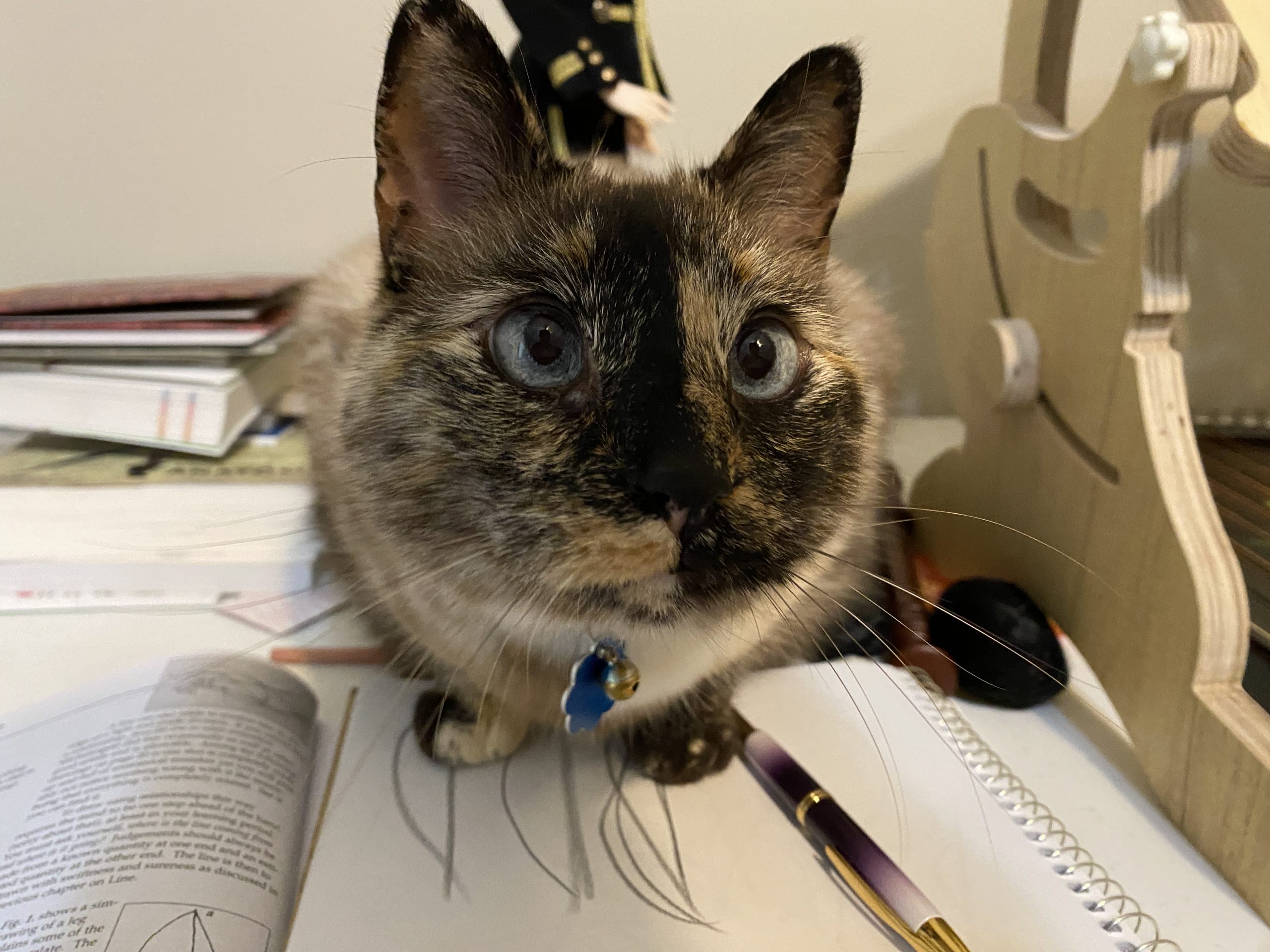 a cat crouches on top of a sketchbook next to an art instruction book